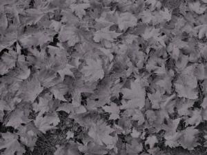 Dead leaves