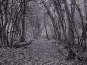 Forest path 2